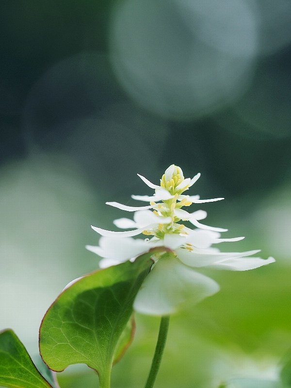 八重ドクダミの花_a0330871_10091645.jpg