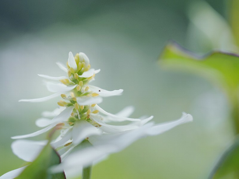 八重ドクダミの花_a0330871_10091655.jpg