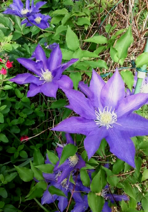 鉄線花 百合かがり俳句日記 鉄線花 百合かがり俳句日記