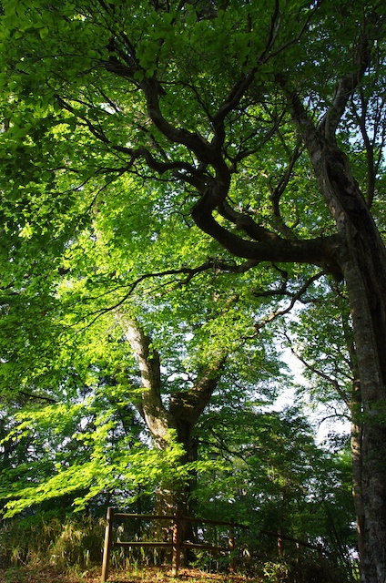 e0139376_11581041.jpg