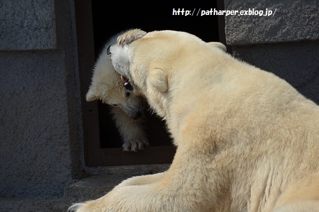 ２０１５年４月　円山動物園２　その２_a0052986_8394862.jpg