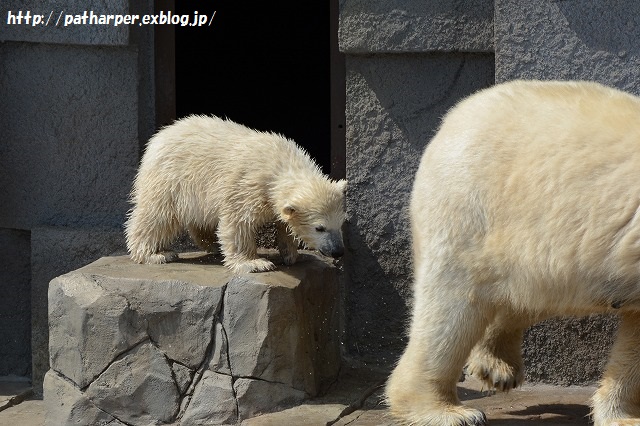 ２０１５年４月　円山動物園２　その２_a0052986_8414039.jpg