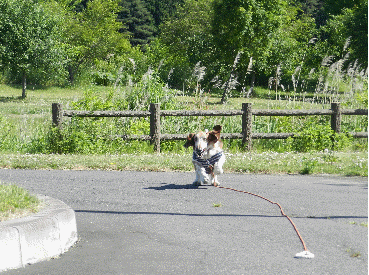 f0205887_13334341.gif