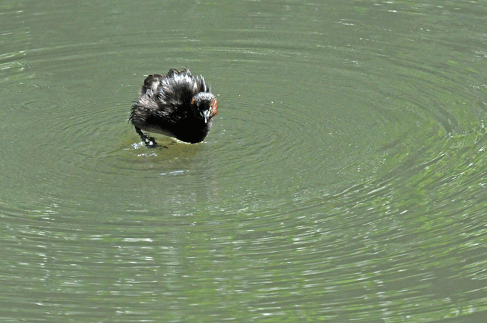 池の若さま　＜鳰＞_e0248688_17433698.gif