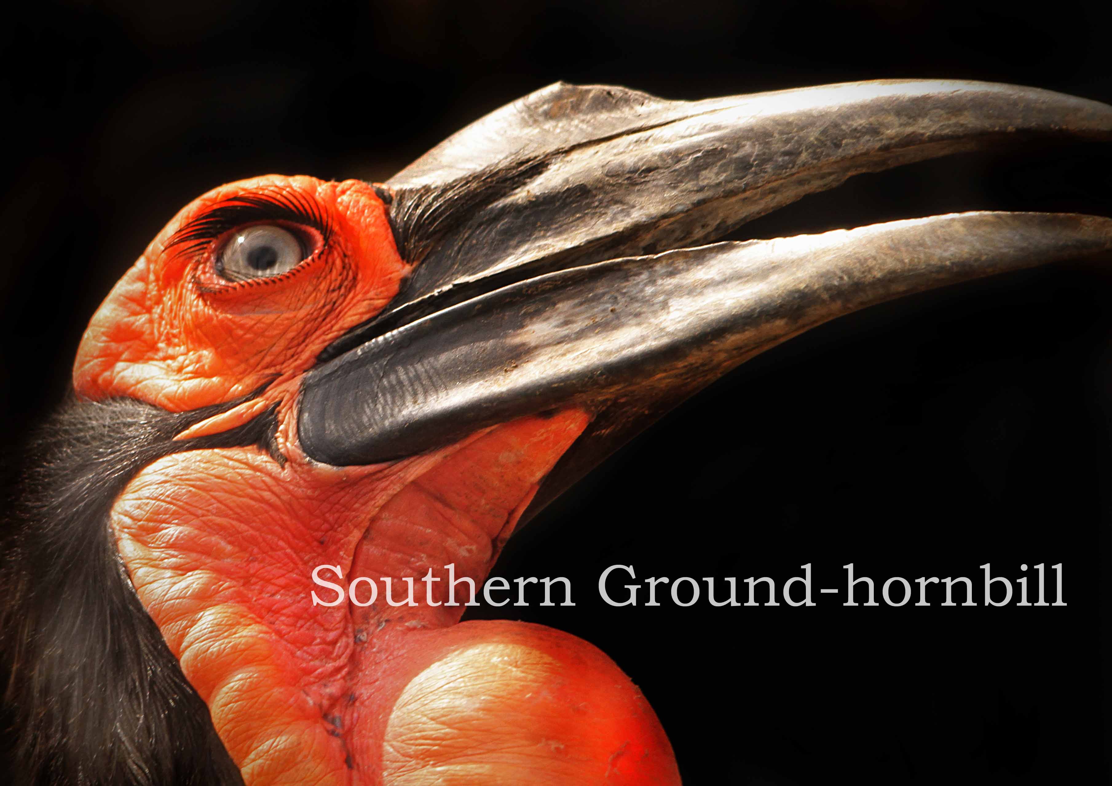 ミナミジサイチョウ：Southern Ground-hornbill_b0249597_6394684.jpg