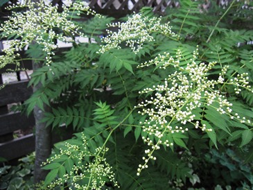 c0117898_18233722.jpg