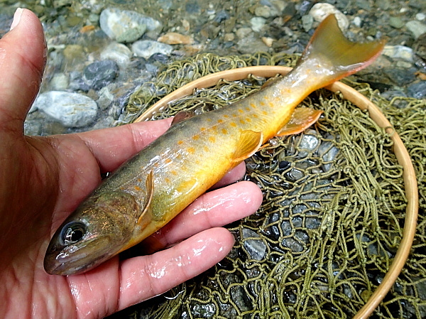 c0339900_6552099.jpg
