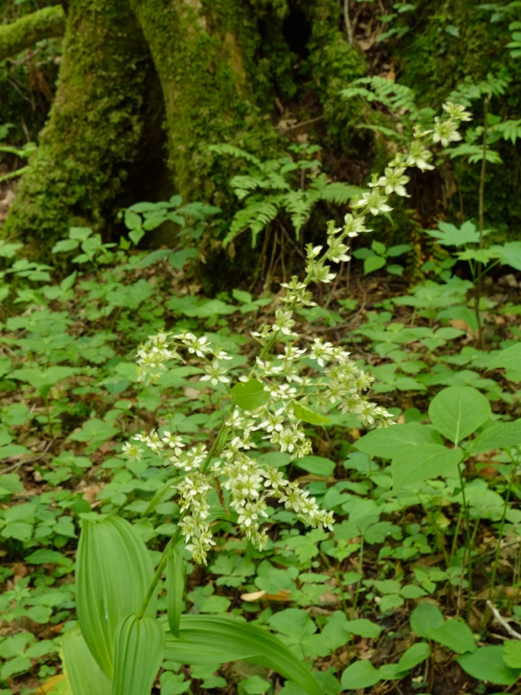 親子登山　ミヤマキリシマ鑑賞！_b0277008_19142185.jpg