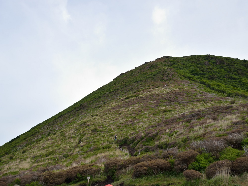 親子登山　ミヤマキリシマ鑑賞！_b0277008_1924434.jpg