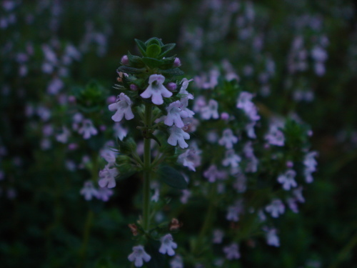 f0276510_23025304.jpg