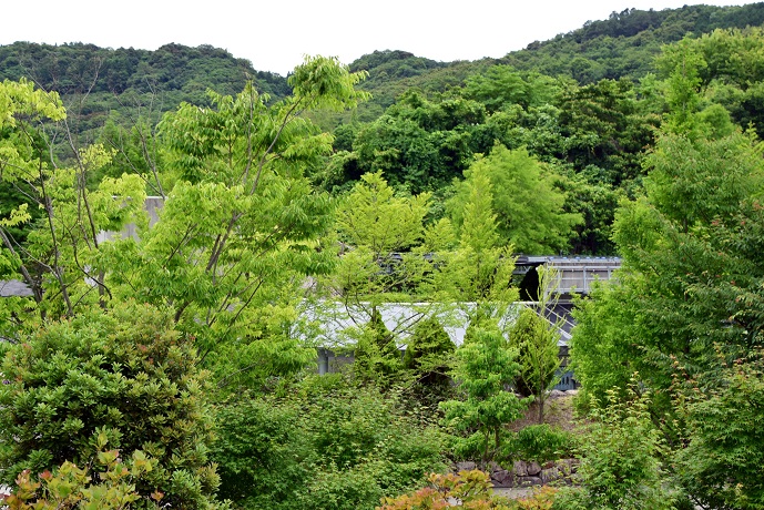 典型的な梅雨期の曇天の下、ポロロの過ごす日曜日 ～ 何故ポロロは円盤状のものが好きなのか？_a0151913_01219.jpg