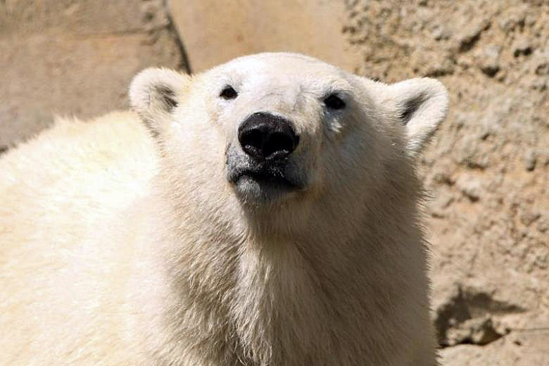 ドイツ・ブレーマーハーフェン臨海動物園のララ（ラーレ）のお別れ会が開催 ～ エメン動物園へ_a0151913_21541896.jpg