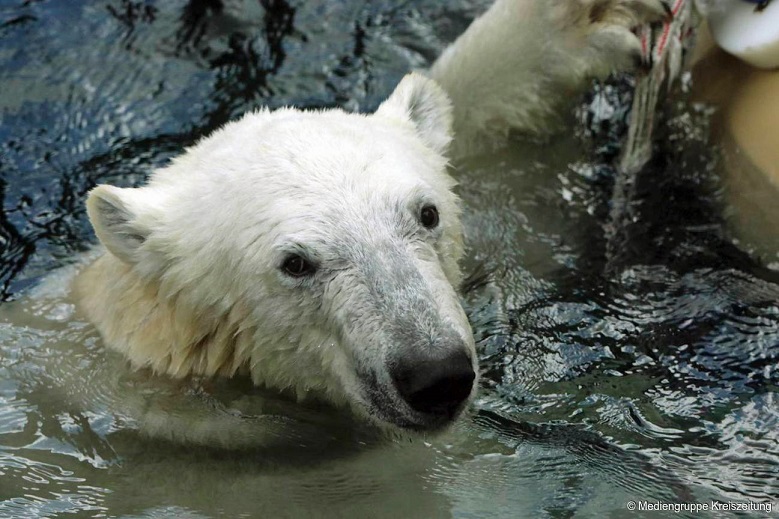 ドイツ・ブレーマーハーフェン臨海動物園のララ（ラーレ）のお別れ会が開催 ～ エメン動物園へ_a0151913_22103673.jpg