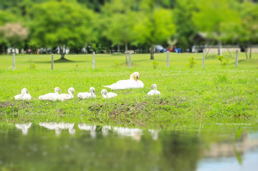 # 0608/ swan family_b0181125_16531074.jpg