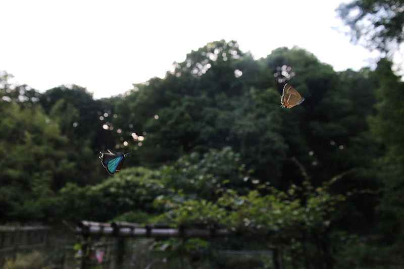 d0054625_23205110.jpg
