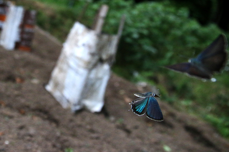 d0054625_23255444.jpg