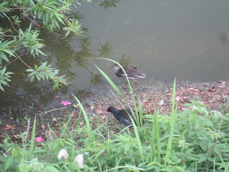 ランちゃん元気です♪_b0177436_11104368.jpg
