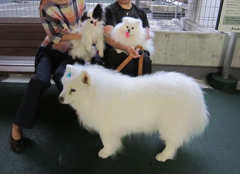ランちゃん元気です♪_b0177436_1135845.jpg