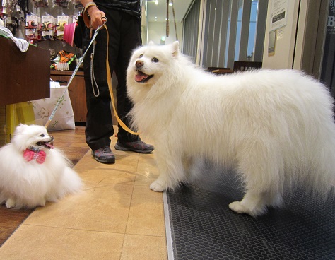 ランちゃん元気です♪_b0177436_1144244.jpg