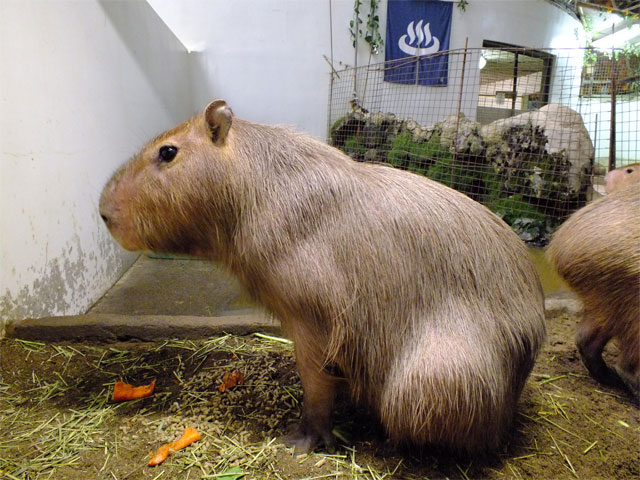 あれ?_a0179837_2120506.jpg