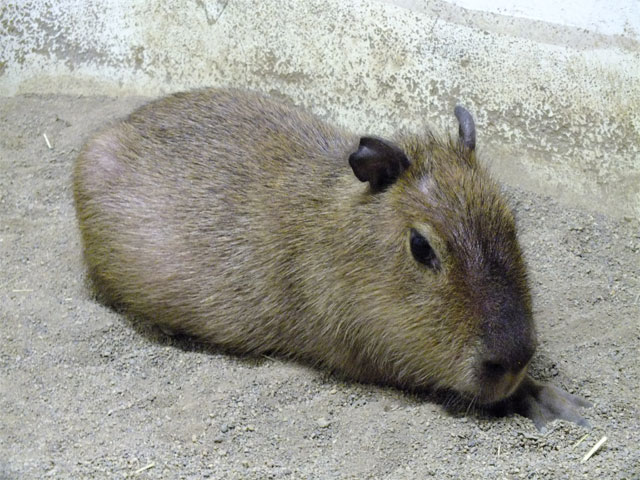 あれ?_a0179837_2124631.jpg