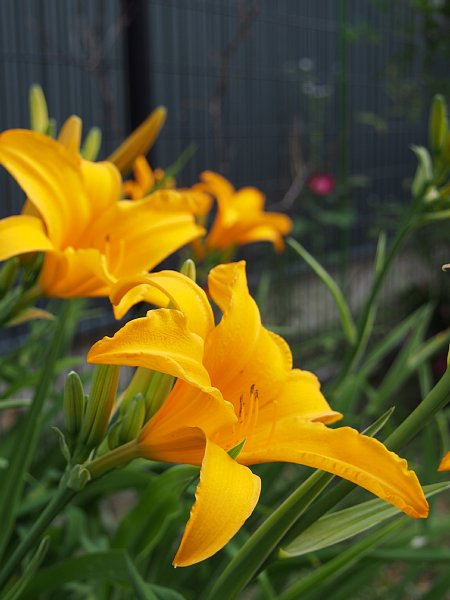 15年6月11日 オレンジ色のユリの花 今日の風に吹かれましょう