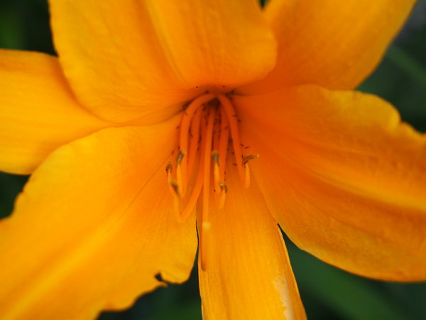 15年6月11日 オレンジ色のユリの花 今日の風に吹かれましょう