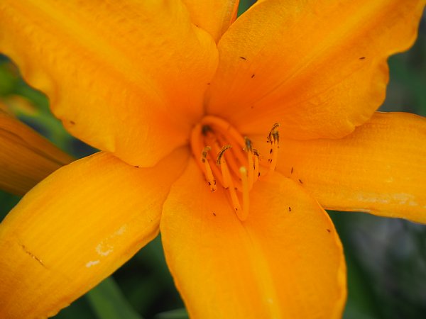 15年6月11日 オレンジ色のユリの花 今日の風に吹かれましょう