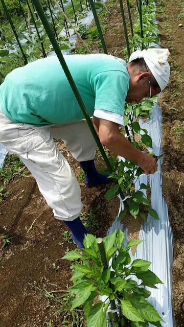 蔓なし隠元収穫開始します　キタアカリジャガイモの最終掘り起こし　ズッキーニの収穫_c0222448_11452657.jpg