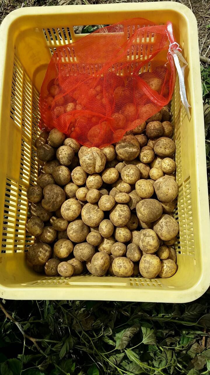 蔓なし隠元収穫開始します　キタアカリジャガイモの最終掘り起こし　ズッキーニの収穫_c0222448_11454071.jpg