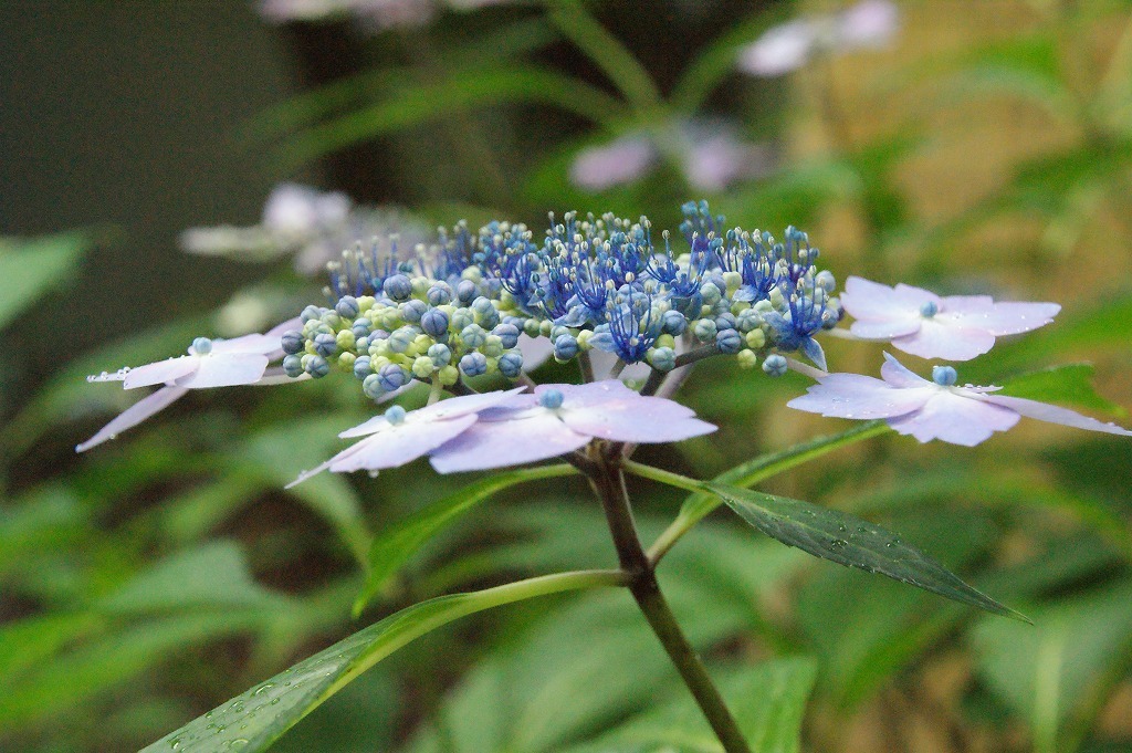 6月、小雨の紫陽花_a0095850_18211103.jpg