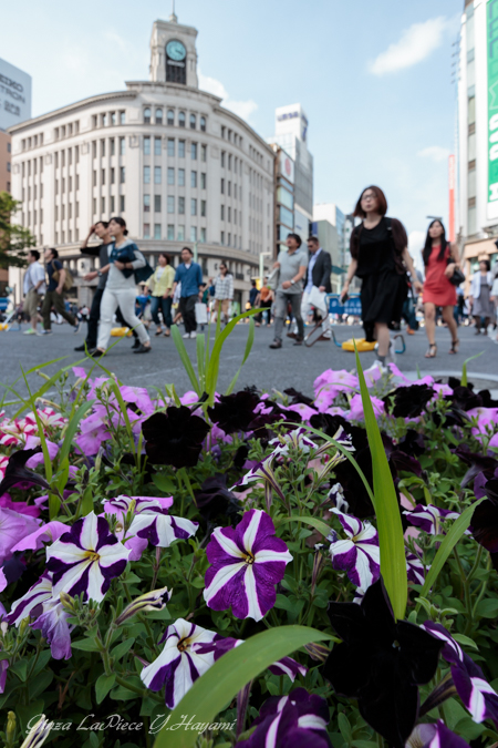 花のある風景　休日の銀座４丁目交差点_b0133053_0594228.jpg