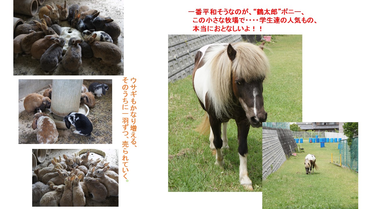 (39)バイト先の動物たち→動物達、それぞれ_d0121054_2140469.jpg