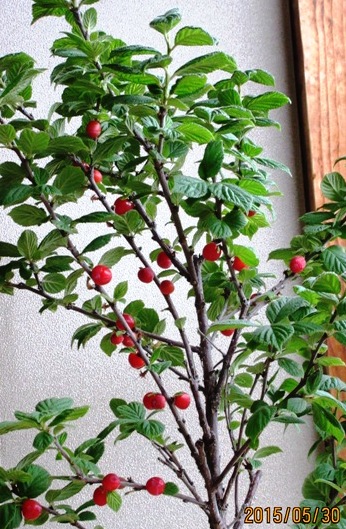 薔薇香る通り町_e0074955_8191129.jpg