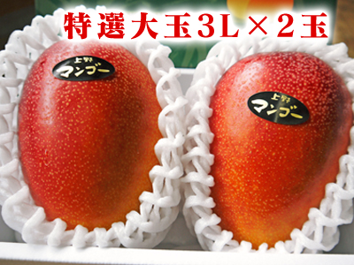 完熟アップルマンゴー 最高級の「煌」、お求めやすい「ファミリータイプ」 平成27年度予約受付開始!!_a0254656_16185635.jpg