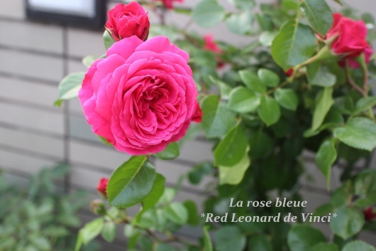 レッド レオナルド ダ ヴィンチ の開花 La Rose 薔薇の庭 レッド レオナルド ダ ヴィンチ の開花 La Rose 薔薇の庭