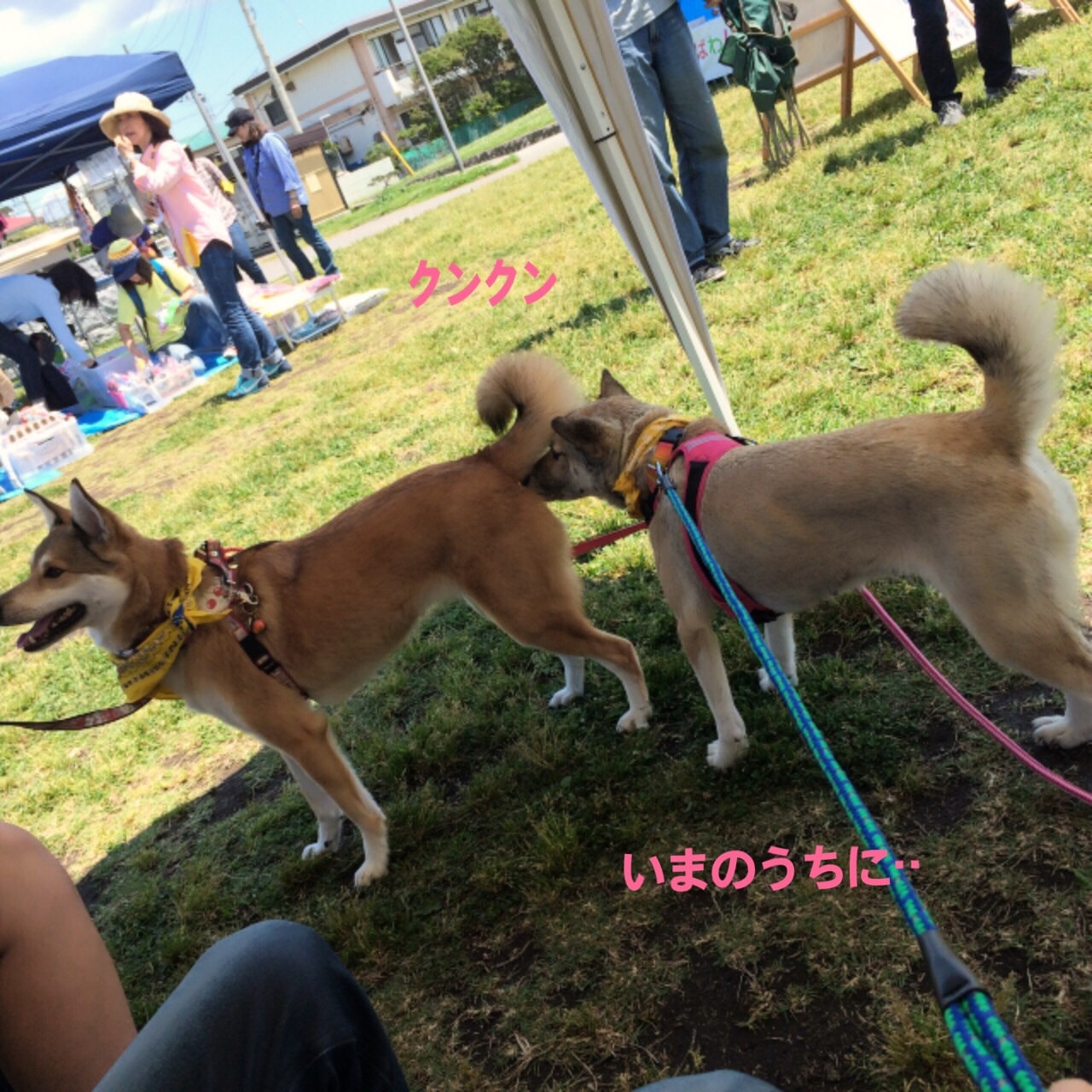 しおちゃん犬親会デビュー！_e0338857_23533198.jpg