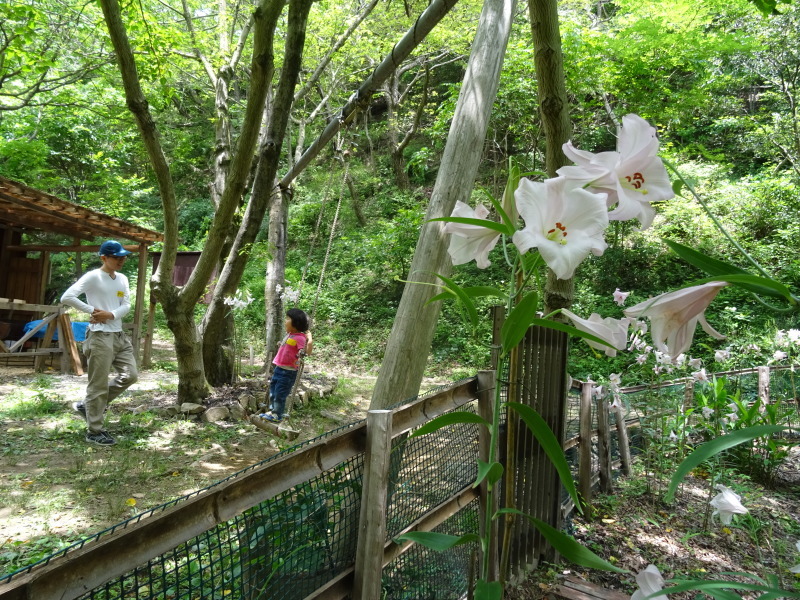 きのくにこどもＮＰＯ：イクメンパパの会　in　孝子の森　　　　　by　　　  (TATE-misaki)_c0108460_00343273.jpg