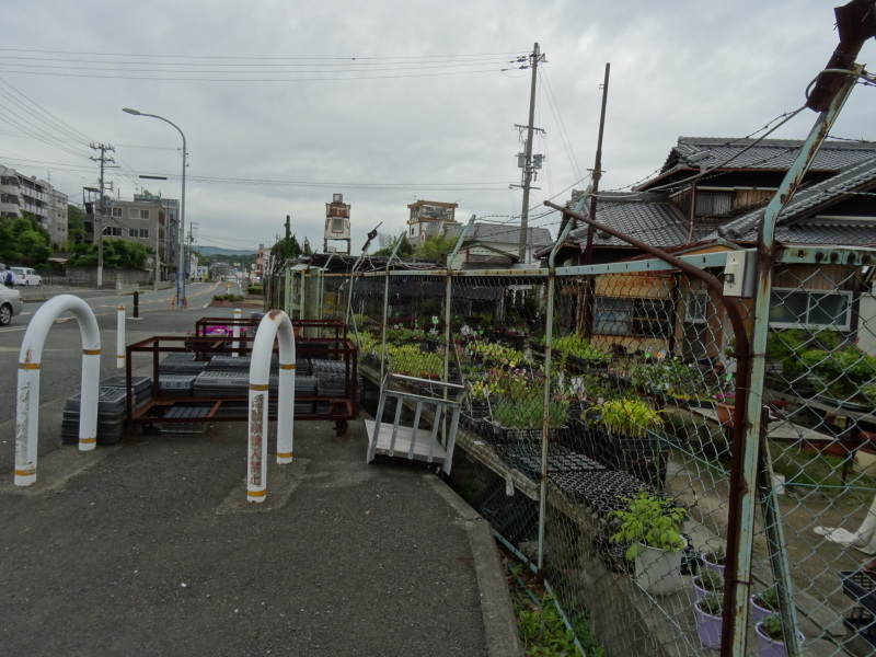 雨中にナルトキントキの植付完了 by (TATE-misaki)_c0108460_22363168.jpg