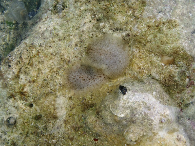 c0180460_994421.jpg