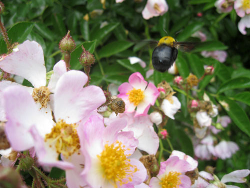 2015年春・夏・秋野菜−その３_a0086067_2324561.jpg