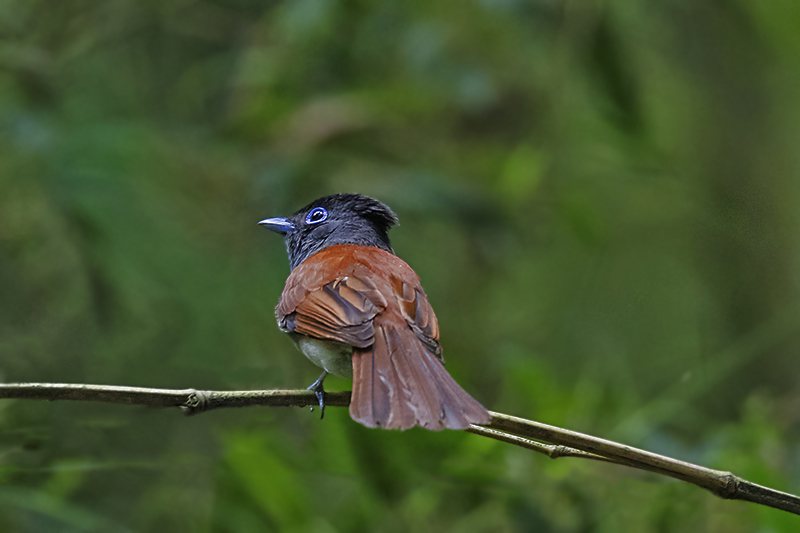 お山の手強いサンコウチョウ_e0289167_19313221.jpg