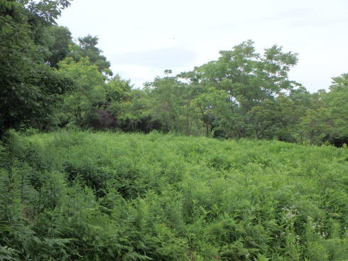f0350468_09173018.jpg