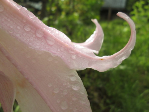 梅＊雨＊おくどさん_a0257269_17231525.jpg