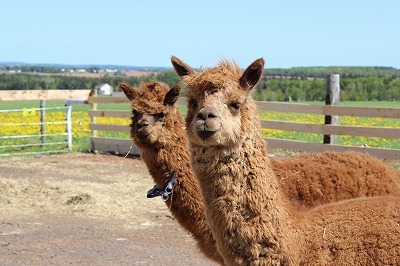 Petting Farm_c0353373_21433181.jpg