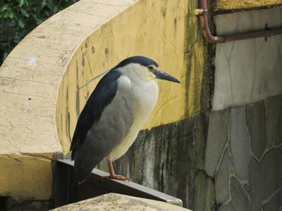 \'１５年６月東山植物園探鳥会_f0160773_10445425.jpg