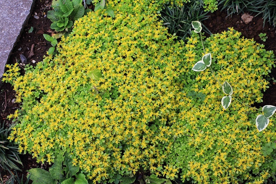 新鮮な小さい 黄色い 花 最高の花の画像