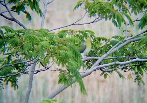 ★先週末の鳥類園（2015.6.6～7）_e0046474_15141635.jpg