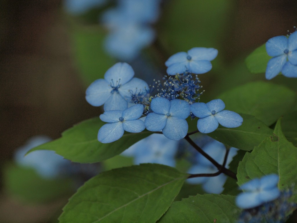 『三光寺の山紫陽花　青系～白系』_d0054276_2019253.jpg