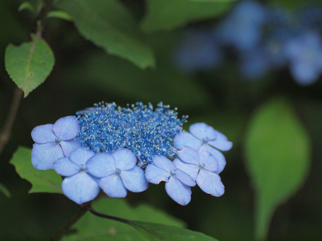 『三光寺の山紫陽花　青系～白系』_d0054276_2019373.jpg